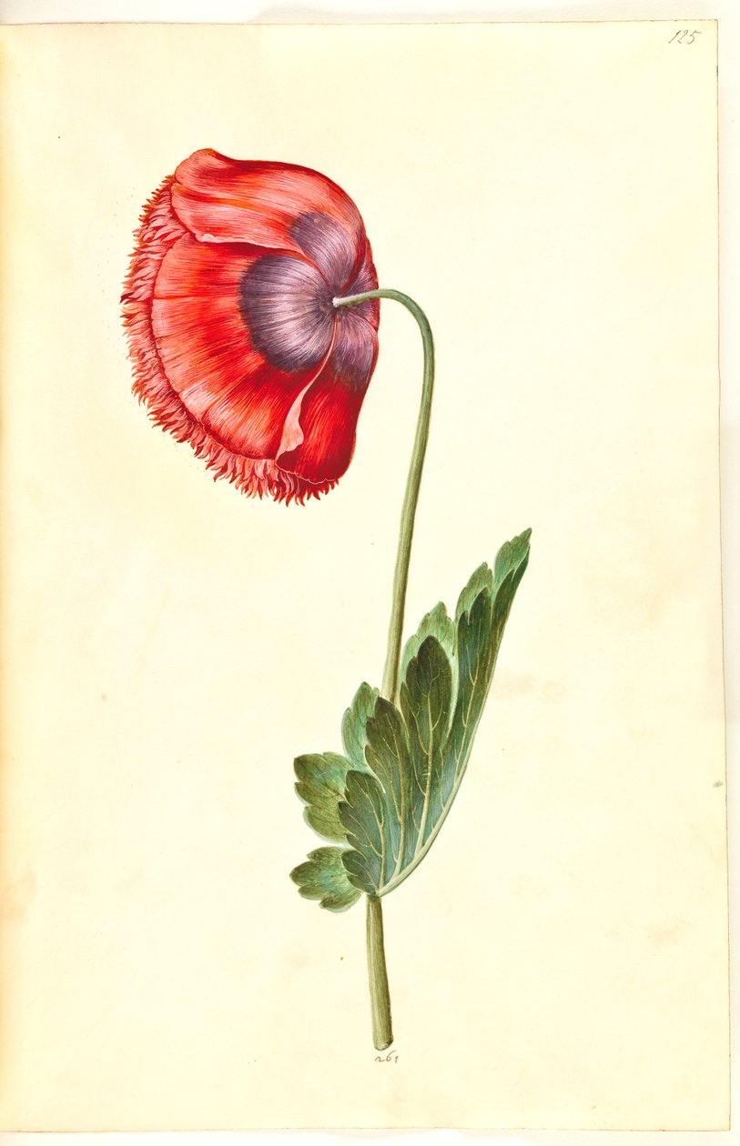 Opiumsvalmue (opiumsvalmue) af Hans Simon Holtzbecker