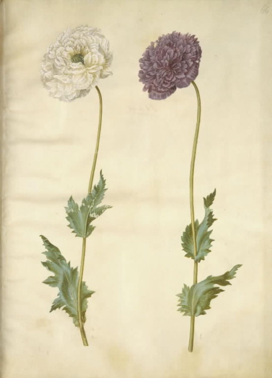 Opiumsvalmue (opiumsvalmue) af Hans Simon Holtzbecker
