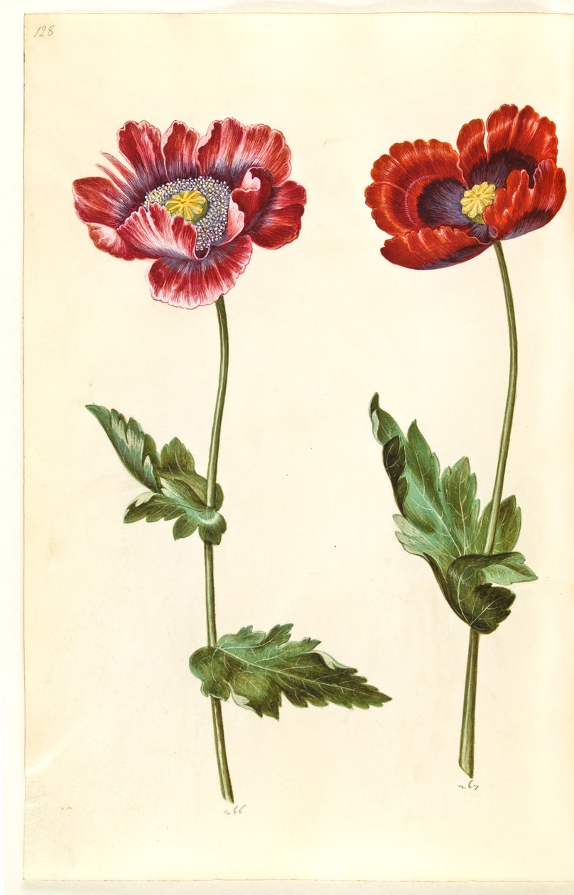 Opiumsvalmue (opiumsvalmue) af Hans Simon Holtzbecker