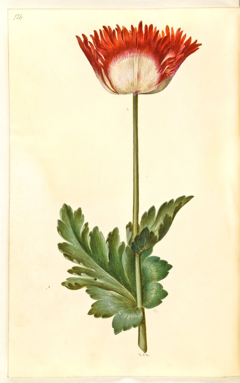 Opiumsvalmue (opiumsvalmue) af Hans Simon Holtzbecker