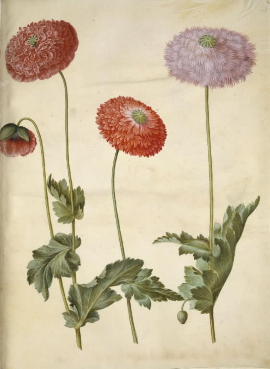 Opiumsvalmue (opiumsvalmue) af Hans Simon Holtzbecker