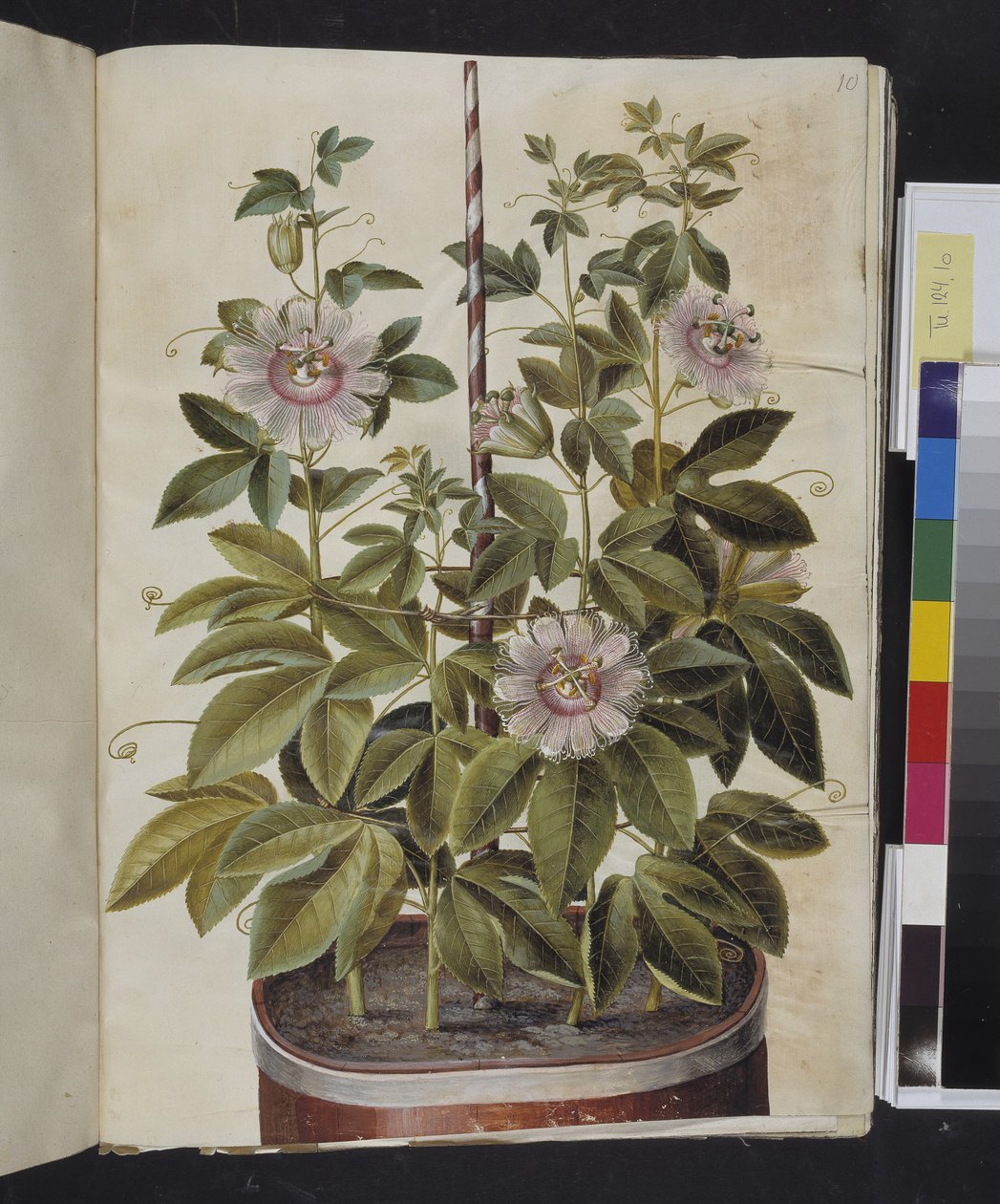 Passiflora incarnata (passionsblomst) af Hans Simon Holtzbecker