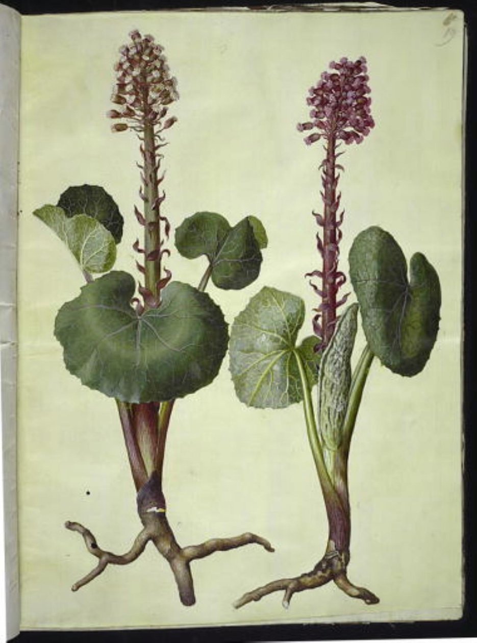 Petasites hybridus (rød hestesko) af Hans Simon Holtzbecker