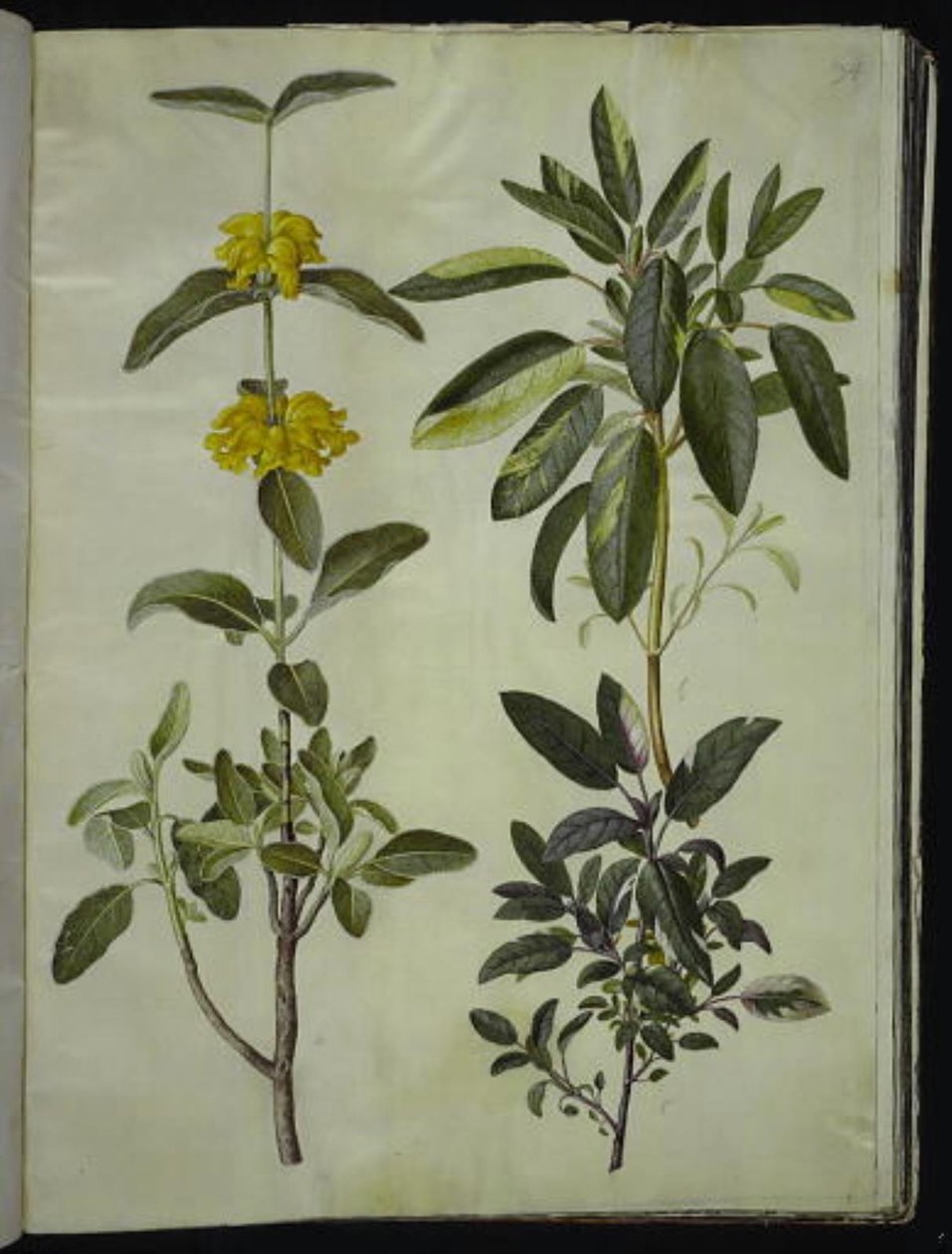 Phlomis fruticosa (almindelig løvehale); Salvia officinalis (læge-salvie) af Hans Simon Holtzbecker