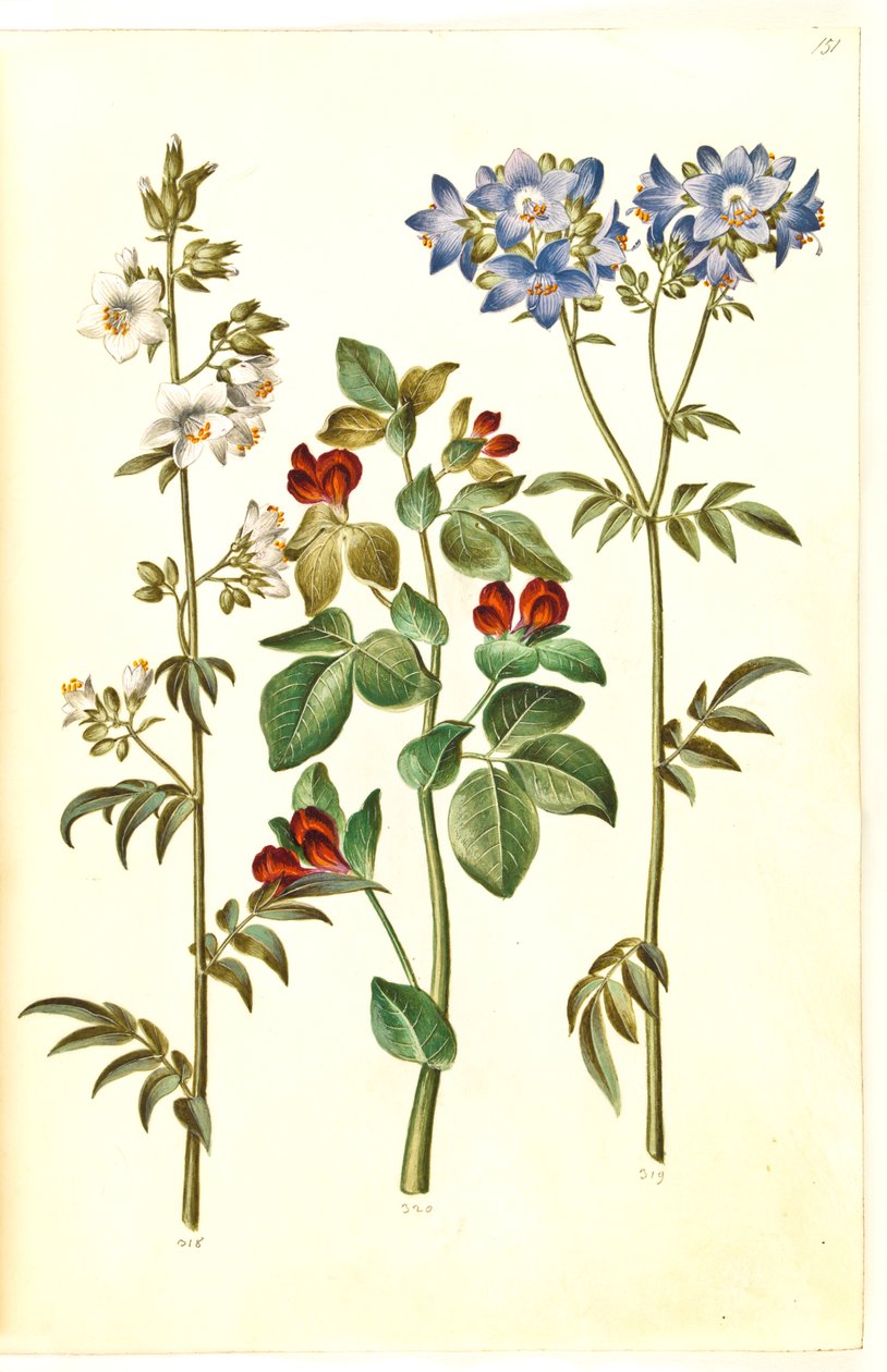 Polemonium caeruleum (almindelig jakobsstige); Lotus tetragonolobus (aspargesært) af Hans Simon Holtzbecker