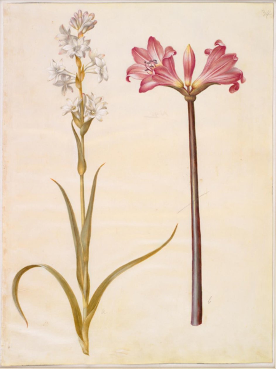 Polianthes tuberosa (tuberose); Amaryllis belladonna (belladonnalilje) af Hans Simon Holtzbecker