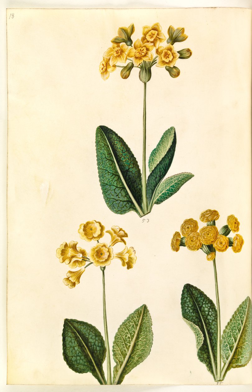Primula × polyantha (?); Forårsprimula (?) af Hans Simon Holtzbecker