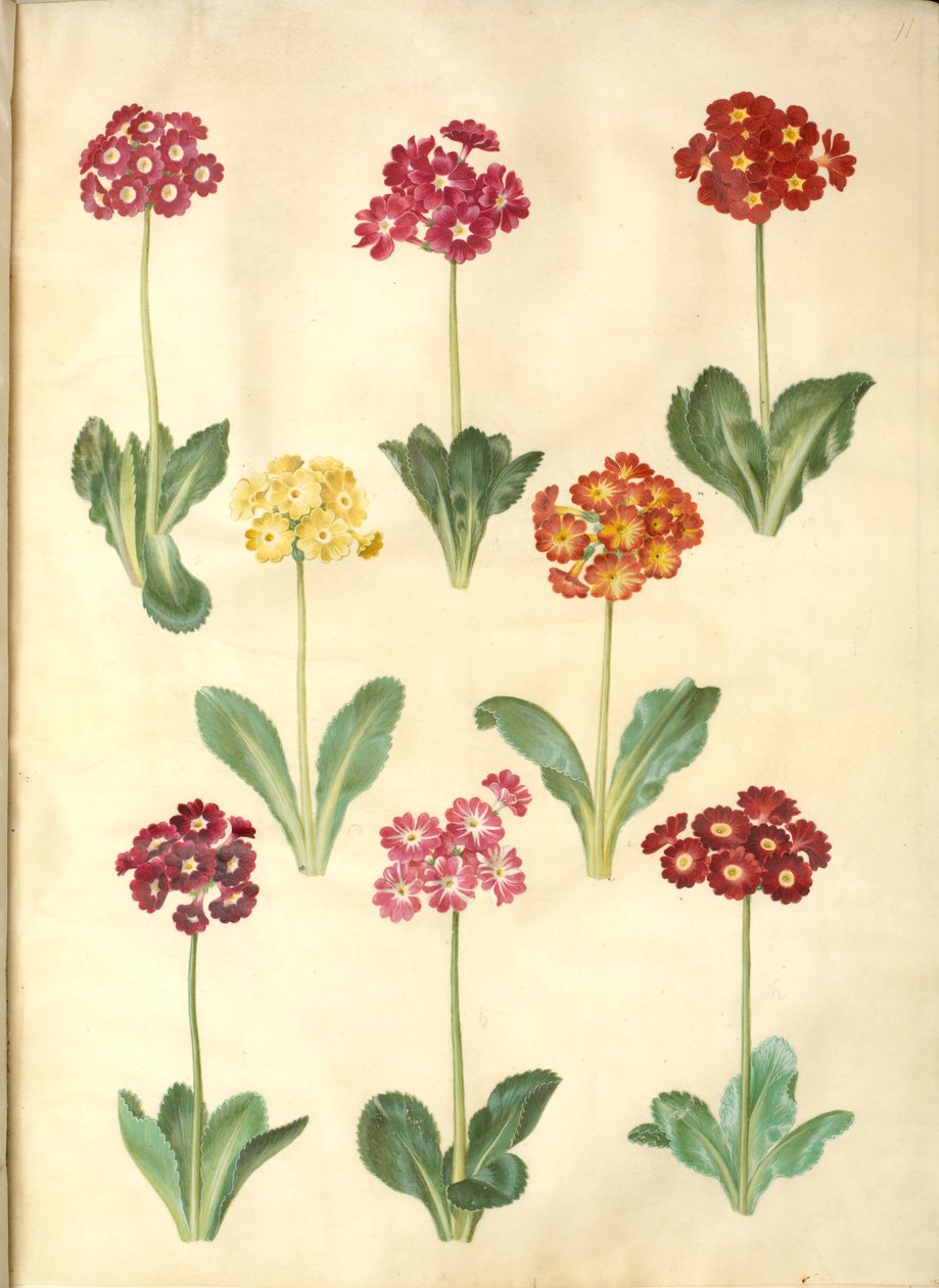 Primula ×pubescens (have-aurikel) af Hans Simon Holtzbecker