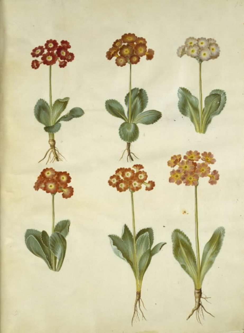 Primula ×pubescens (have-aurikel) af Hans Simon Holtzbecker
