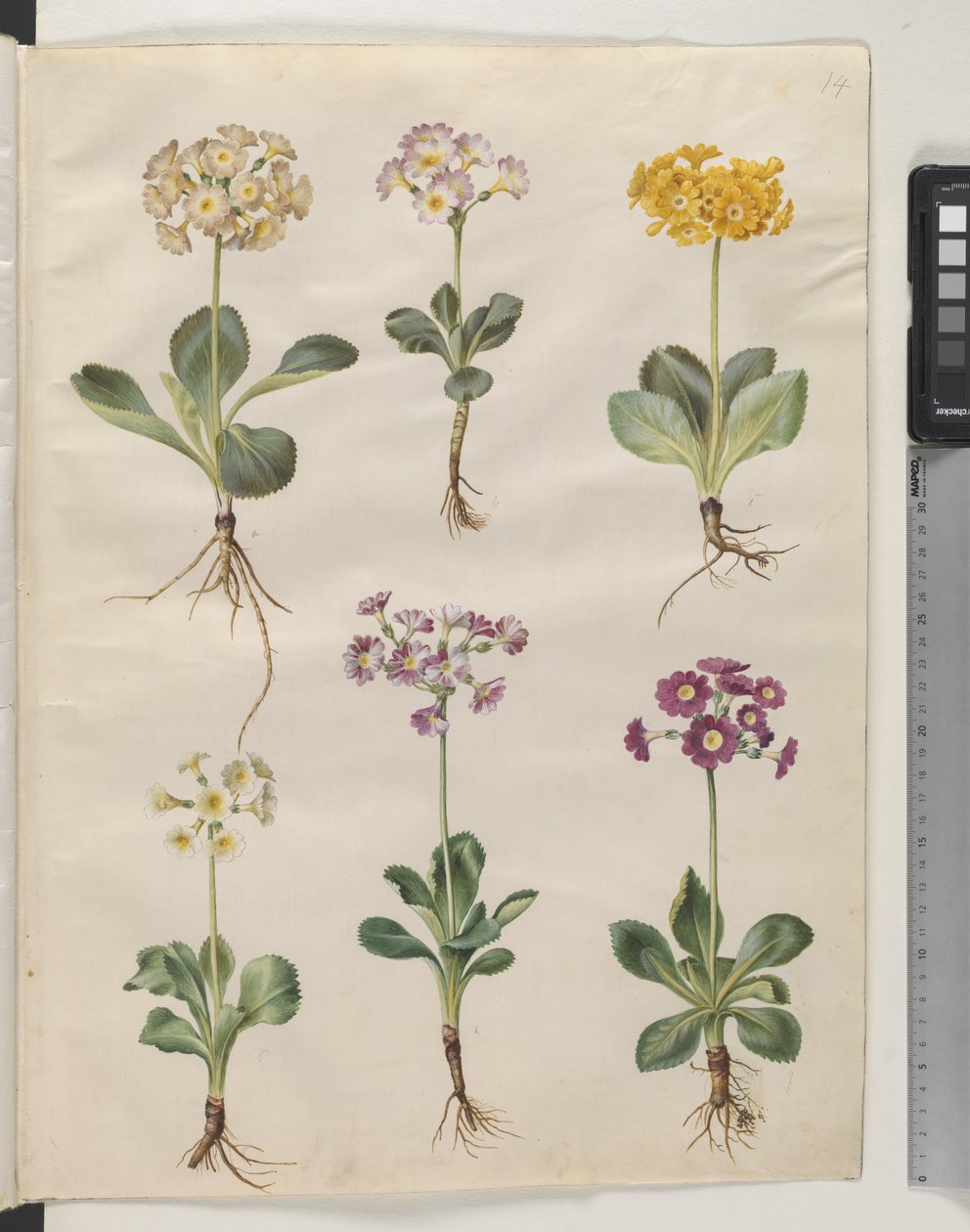 Primula ×pubescens Wulfen (har auricula) af Hans Simon Holtzbecker