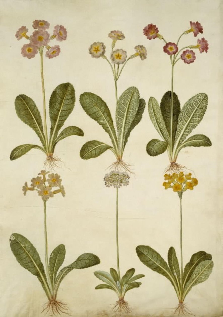 Primula veris (hybrid af hulkravet kodriver); Primula farinosa (melet kodriver) af Hans Simon Holtzbecker