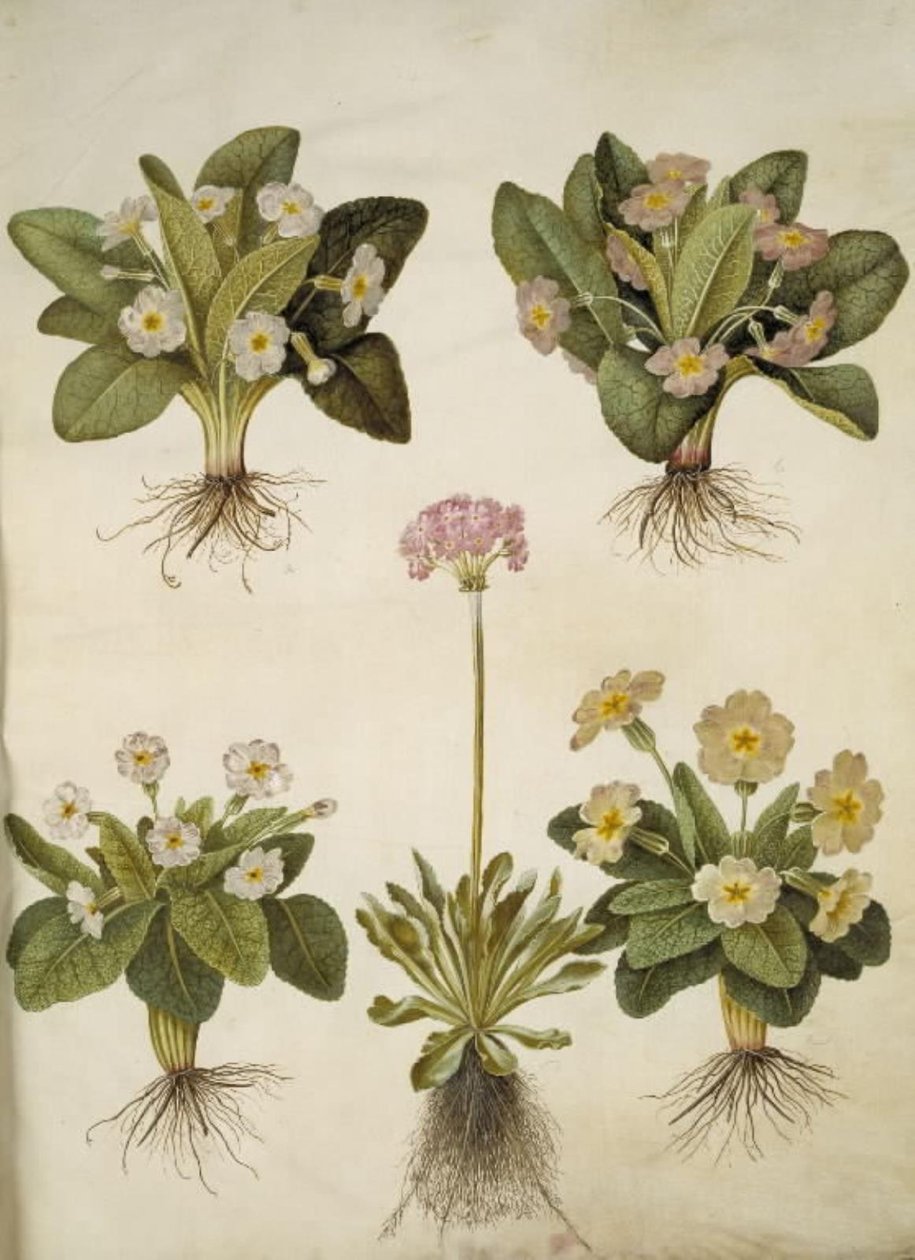 Primula vulgaris (hybrid af storblomstret kodriver); Primula farinosa (melet kodriver) af Hans Simon Holtzbecker