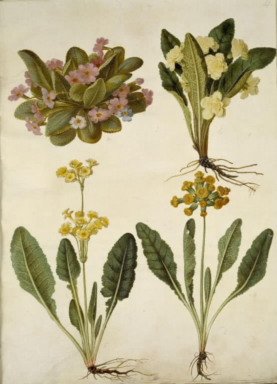 Primula vulgaris (karnevals-kodriver); Primula vulgaris (hybrid af storblomstret kodriver); Primula veris (hybrid af hulkravet kodriver) af Hans Simon Holtzbecker