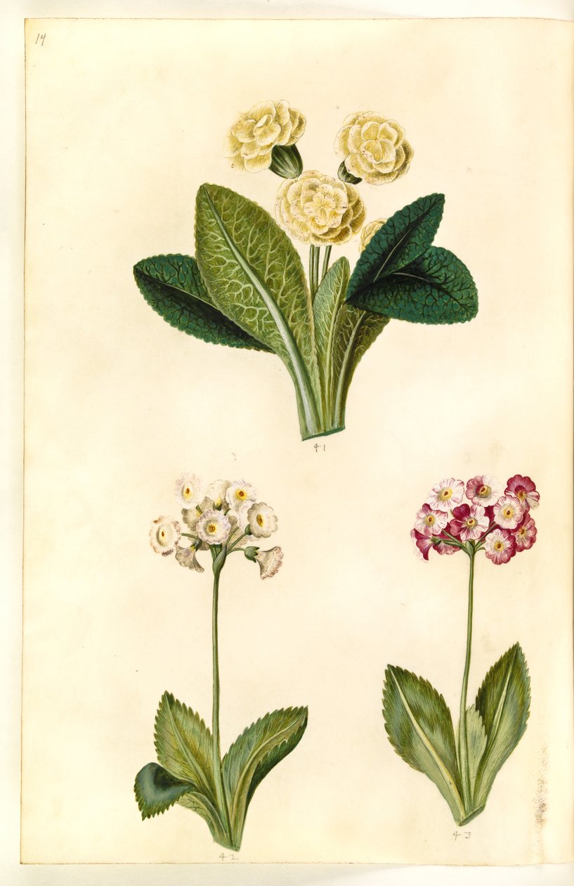 Primula vulgaris (storblomstret kodriver); Primula ×pubescens (have-aurikel) af Hans Simon Holtzbecker