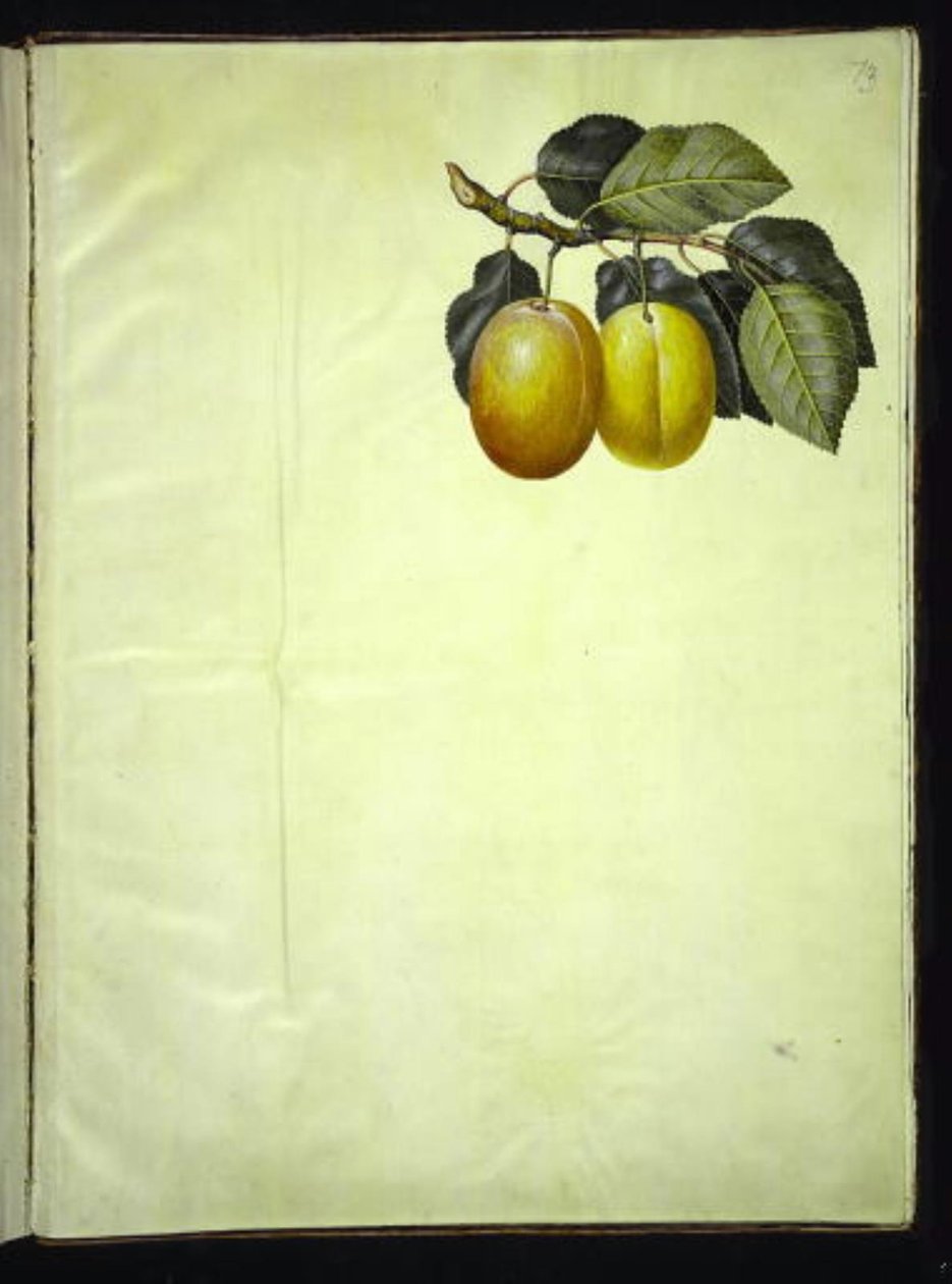 Prunus domestica (blomme) af Hans Simon Holtzbecker