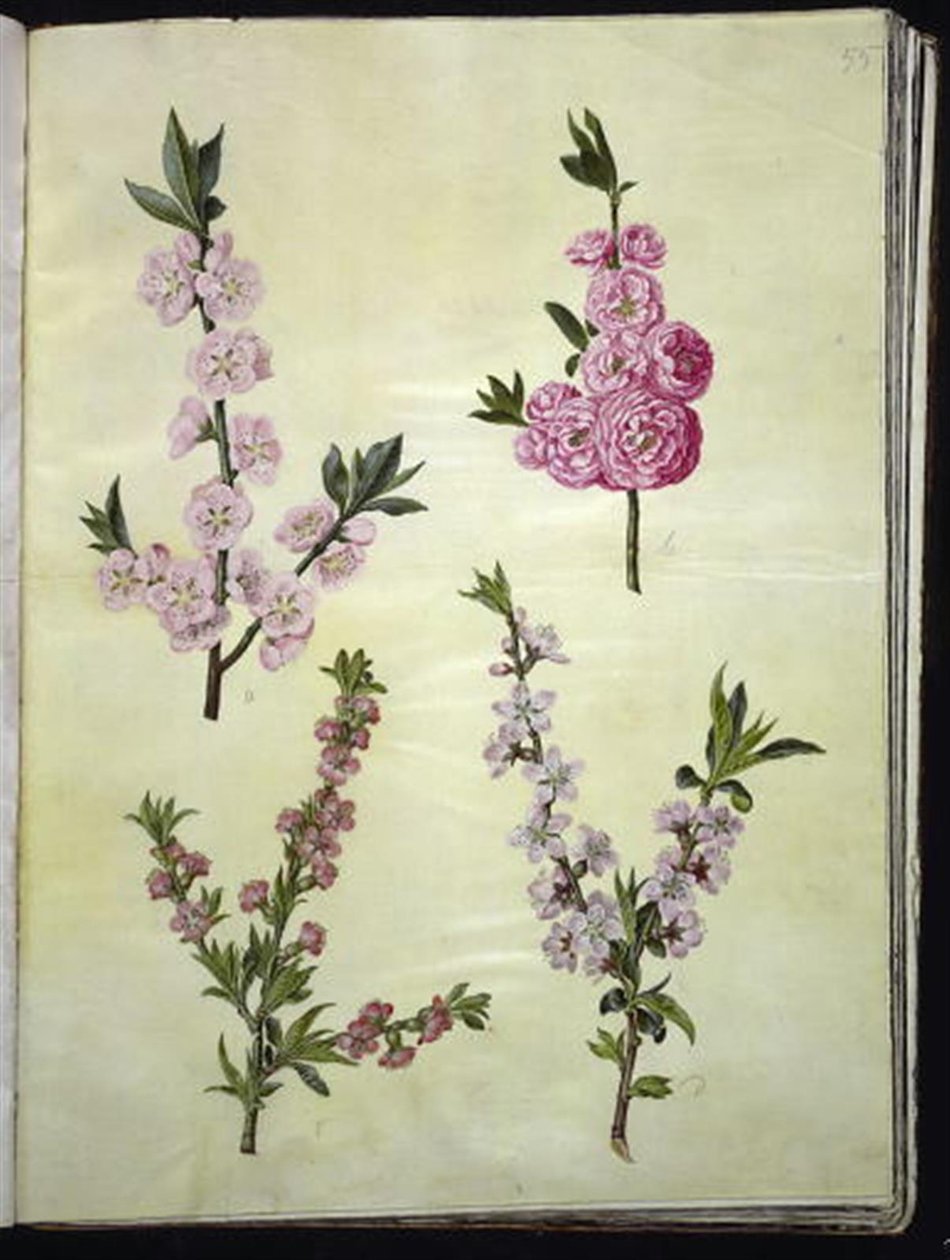 Prunus dulcis (mandel); Prunus persica af Hans Simon Holtzbecker
