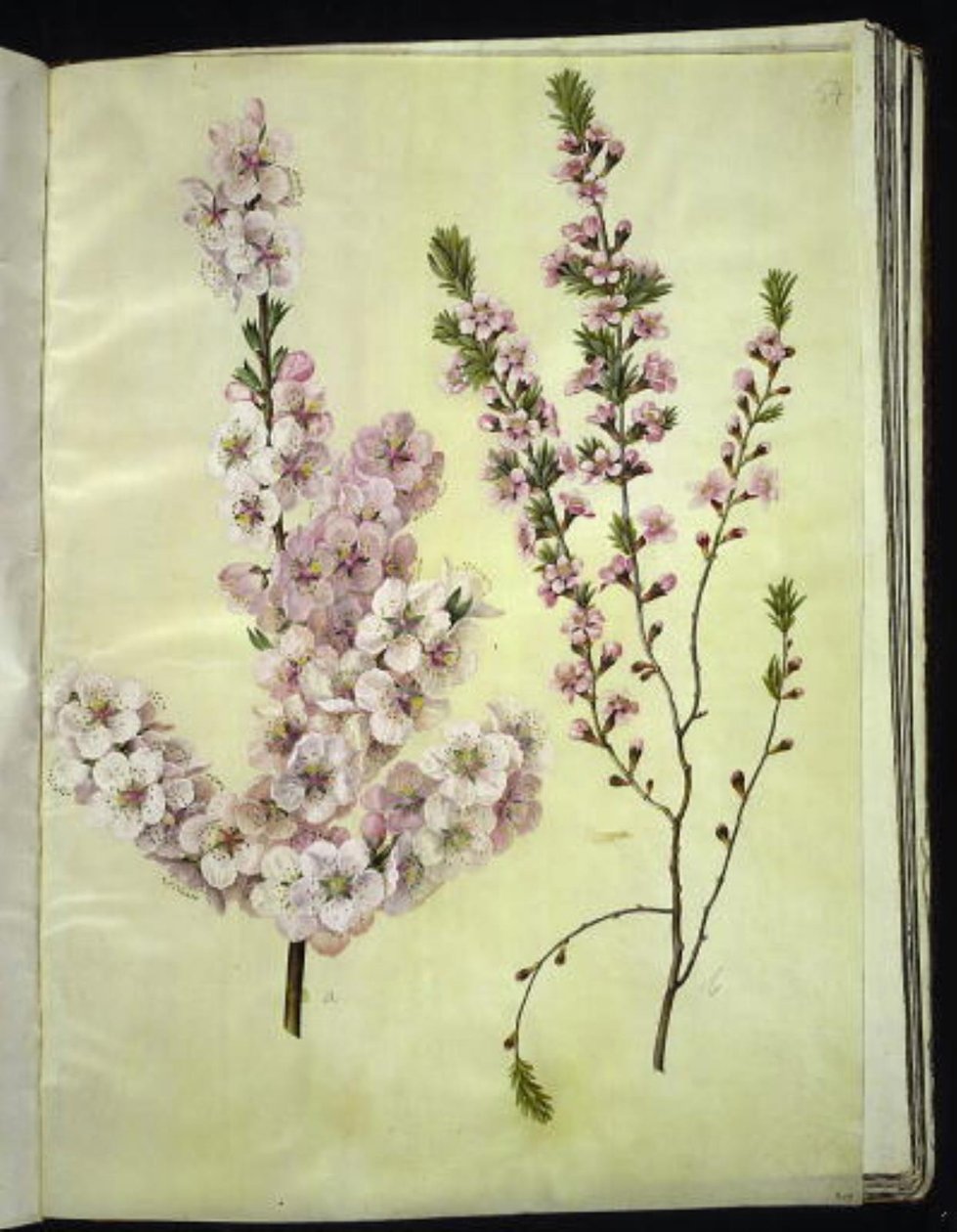 Prunus dulcis (mandel); Prunus tenella (dværg-mandel) af Hans Simon Holtzbecker
