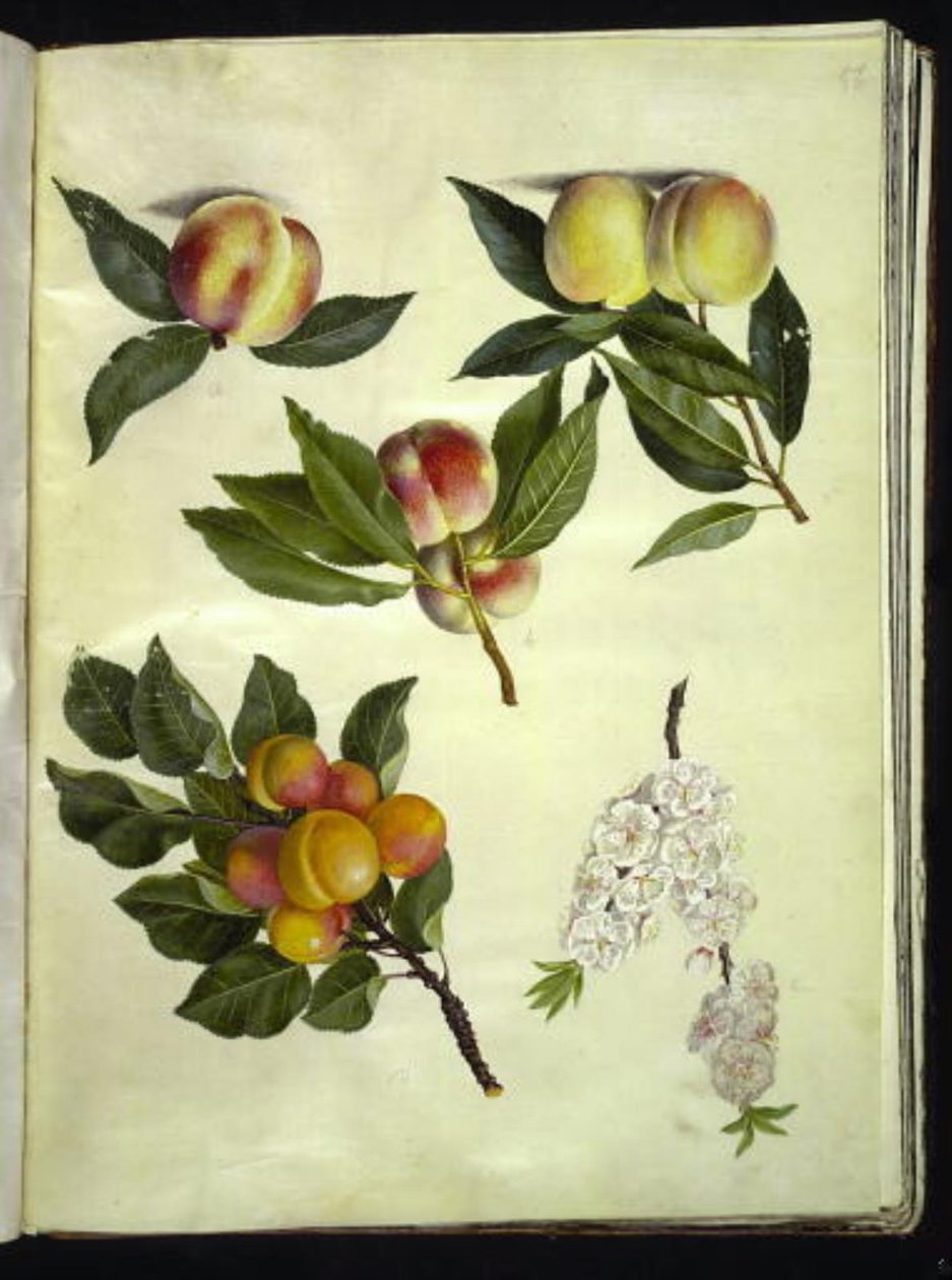 Prunus persica (ærter); Prunus armeniaca (almindelige abrikoser) af Hans Simon Holtzbecker