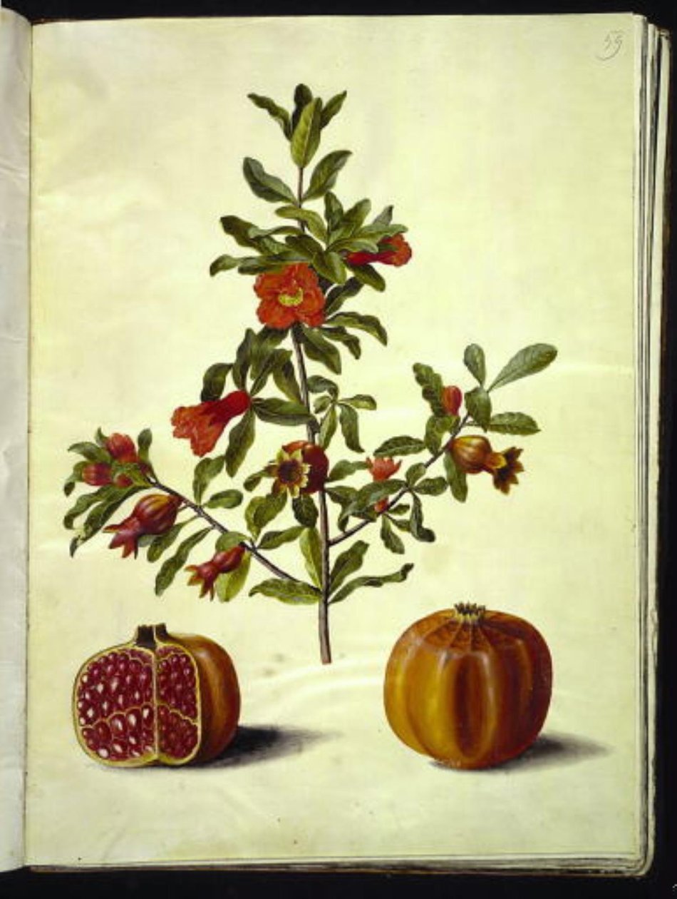 Punica granatum (granatæble) af Hans Simon Holtzbecker