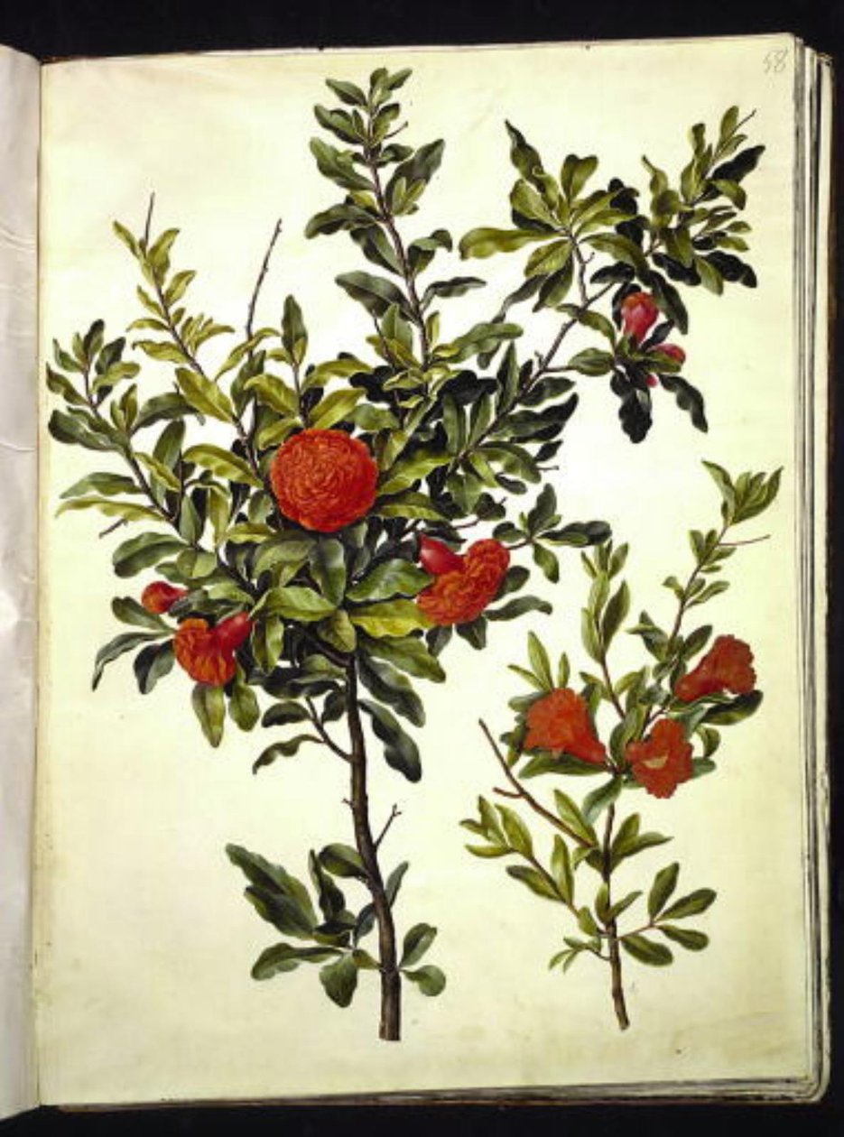 Punica granatum (granatæble) af Hans Simon Holtzbecker