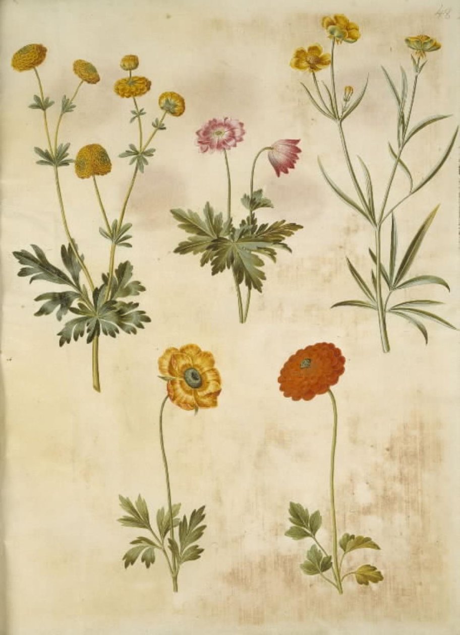 Ranunculus acris (guldknap-ranunkel); Anemone nemorosa (hvid anemone); Ranunculus Illyricus (steppe-ranunkel); Ranunculus asiatica (har-ranunkel) af Hans Simon Holtzbecker