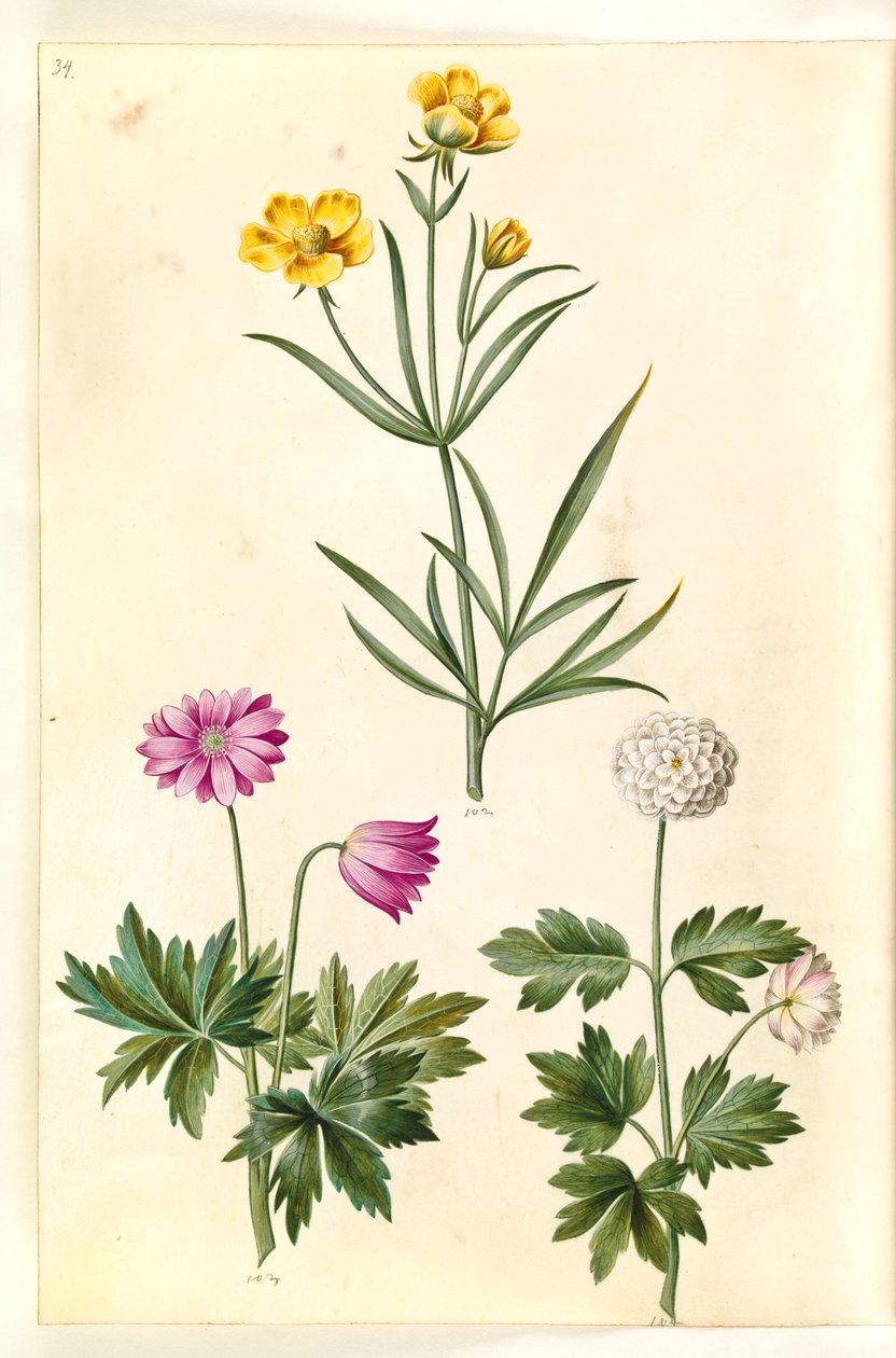 Ranunculus Illyricus (steppe-ranunkel); Skovanemone (hvid anemone) af Hans Simon Holtzbecker