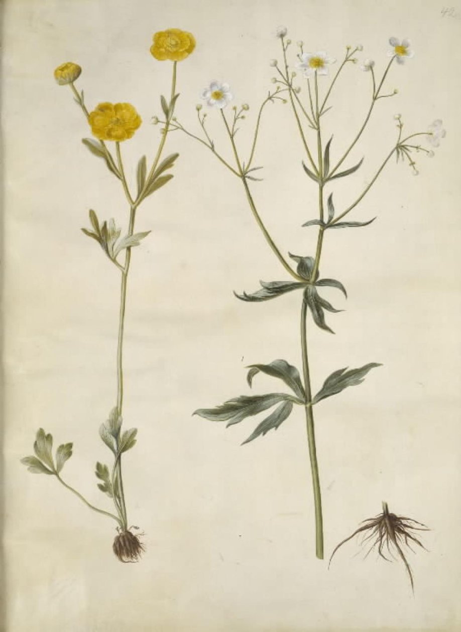Ranunculus monspeliacus (silke-ranunkel); Ranunculus aconitifolius (stormhatbladet ranunkel) af Hans Simon Holtzbecker