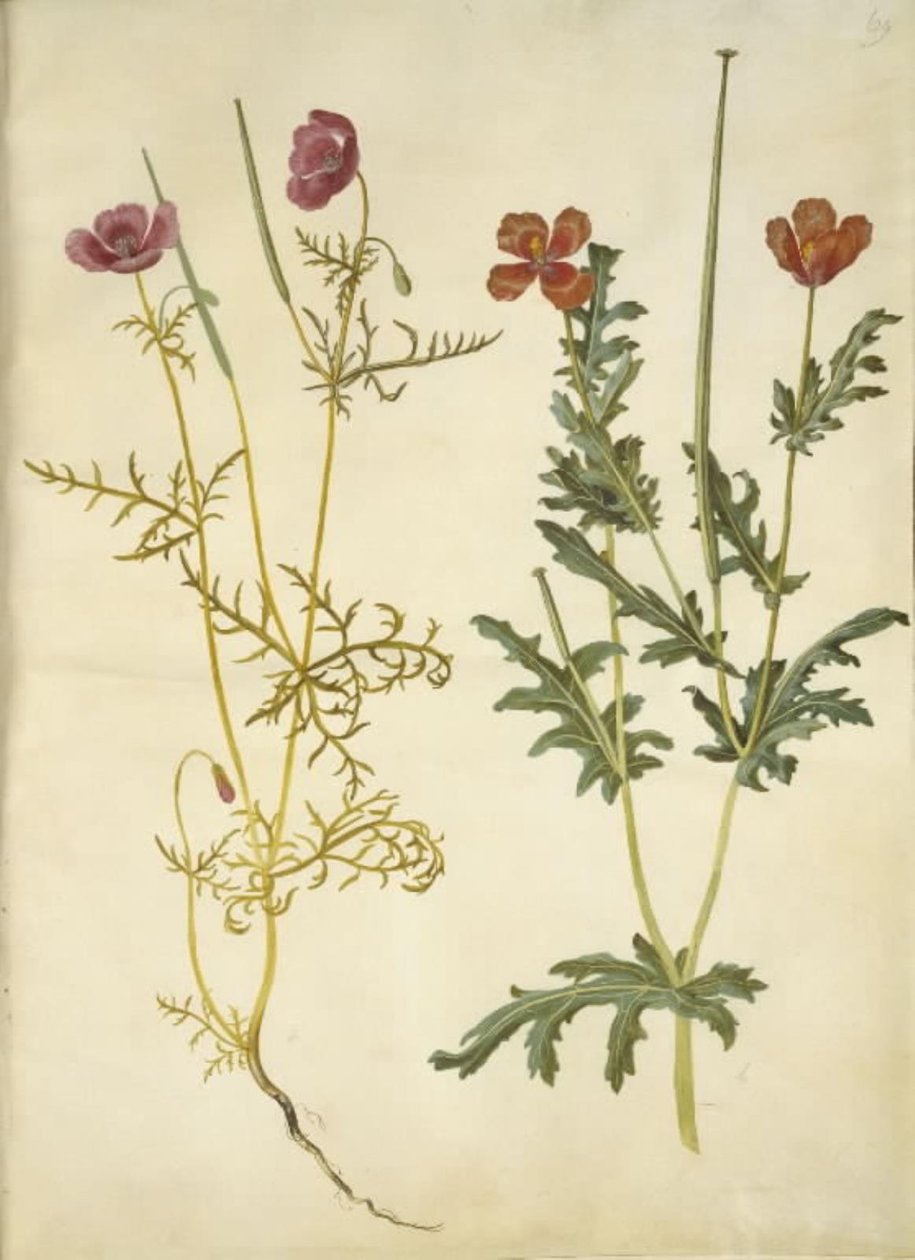 Roemeria hybrida (violet hornvalmue); Glaucium horniculatum (rød hornskulpe) af Hans Simon Holtzbecker