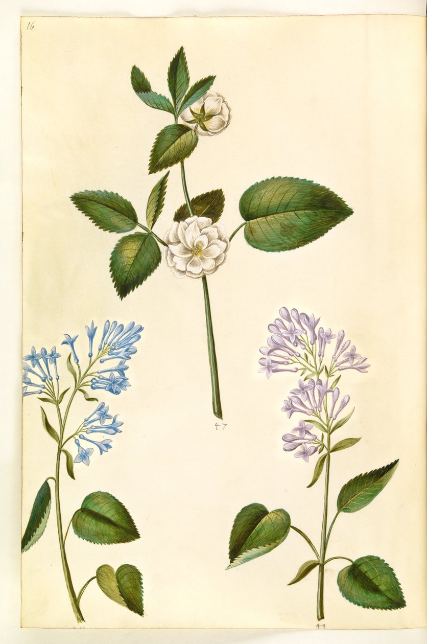 Rosa (?) (rose); Syringa vulgaris (almindelig syren) af Hans Simon Holtzbecker