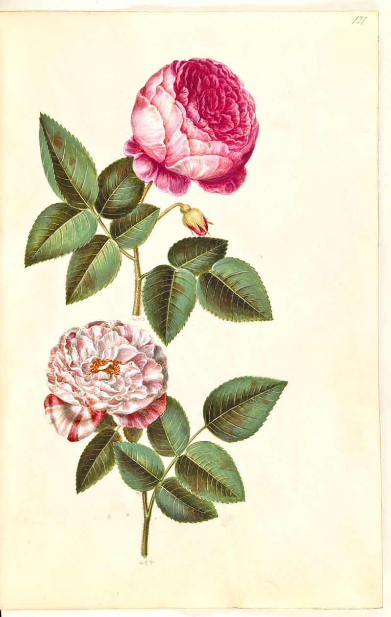 Rosa × centifolia (centifolie-rose); Rosa gallica versicolor (