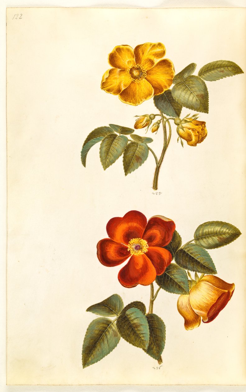 Rosa foetida (gul rose); Rosa foetida (tyrkisk rose) af Hans Simon Holtzbecker