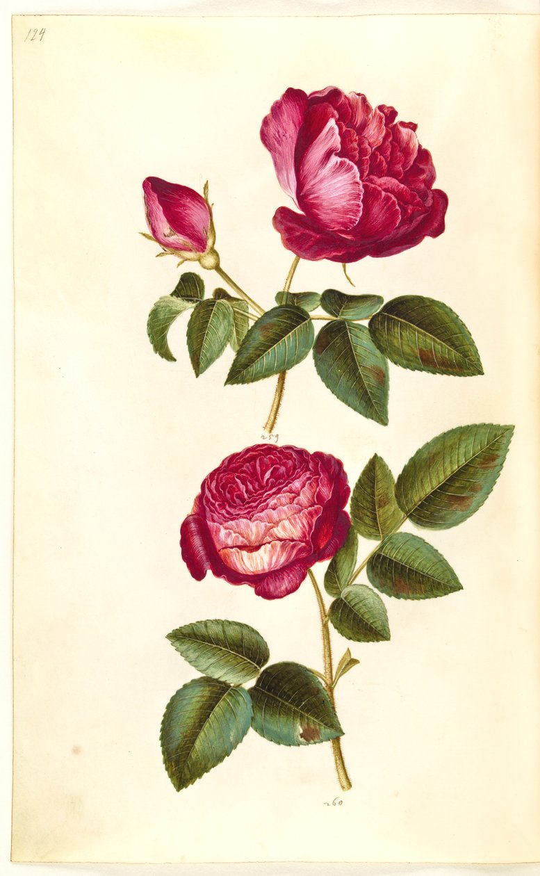 Rosa gallica (apoteker-rose); Rosa (?) (roser) af Hans Simon Holtzbecker