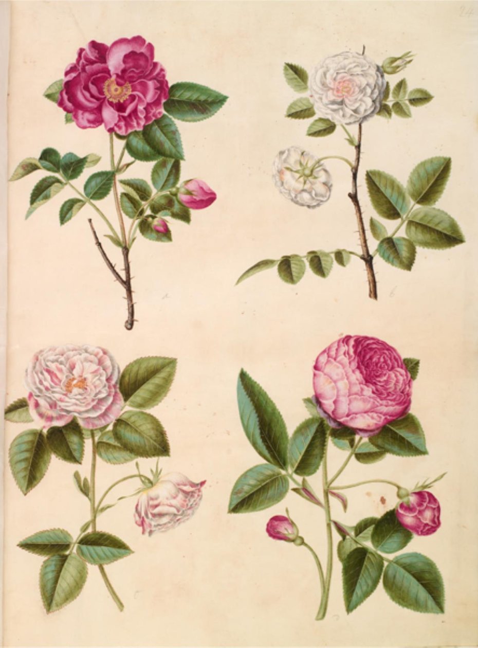 Rosa gallica (apoteker-rose); Rosa × alba (hvid rose); Gallisk rose (Rosa Mundi); Rosa × centifolia (centifolie-rose) af Hans Simon Holtzbecker
