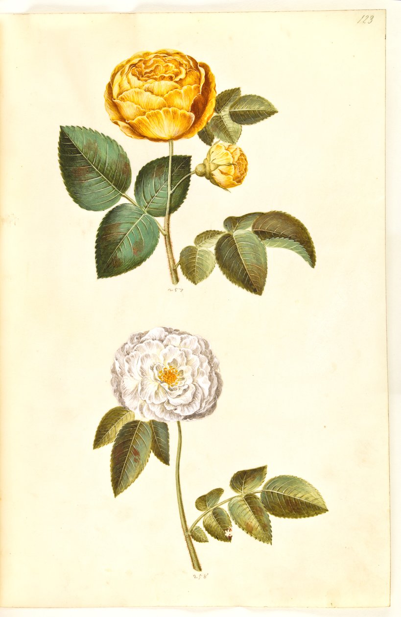 Rosa hemisphaerica (svovlgul rose); Rosa ×alba (hvid rose) af Hans Simon Holtzbecker