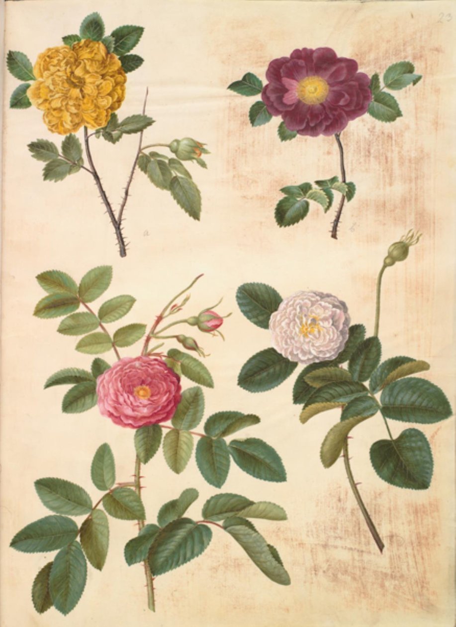 Rosa hemisphaerica (svovlgul rose); Rosa gallica (fløjls-rose); Rosa ×damascena (damascener-rose) af Hans Simon Holtzbecker