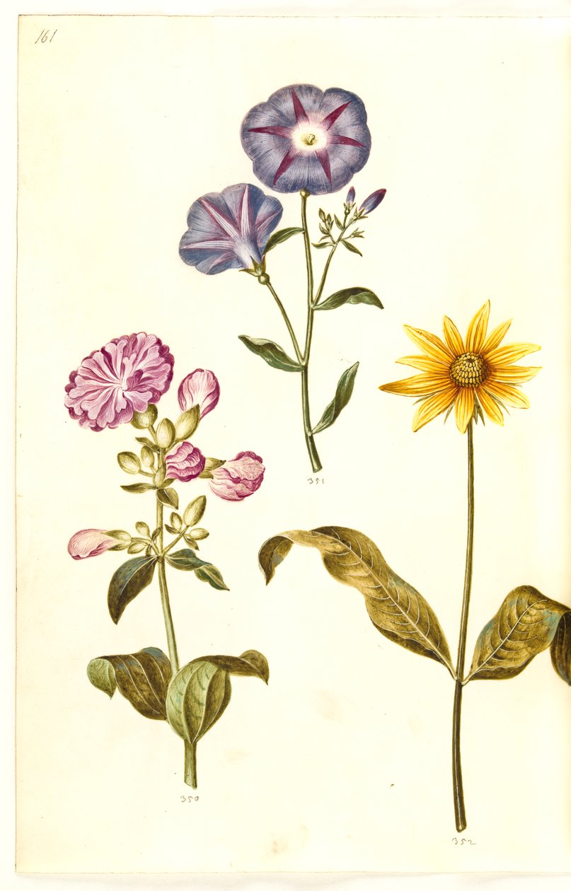 Saponaria officinalis (almindelig sæbeurt); Convolvulus tricolor (jomfruskørt); Helianthus (?) (solsikke-art) af Hans Simon Holtzbecker