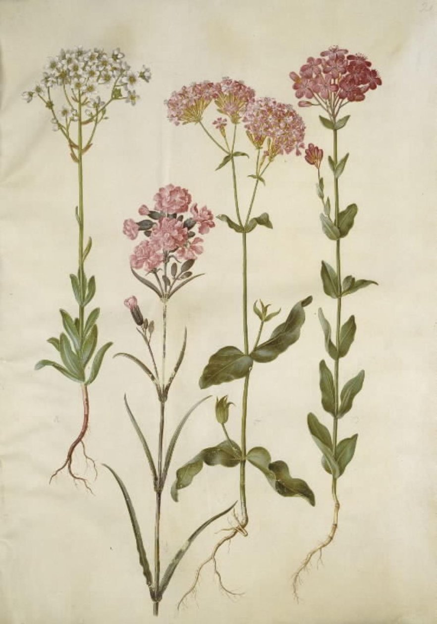 Saxifraga paniculata (klippe-stenbræk); Silene viscaria (almindelig tjærenellike); Silene armeria (knippe-limurt); af Hans Simon Holtzbecker
