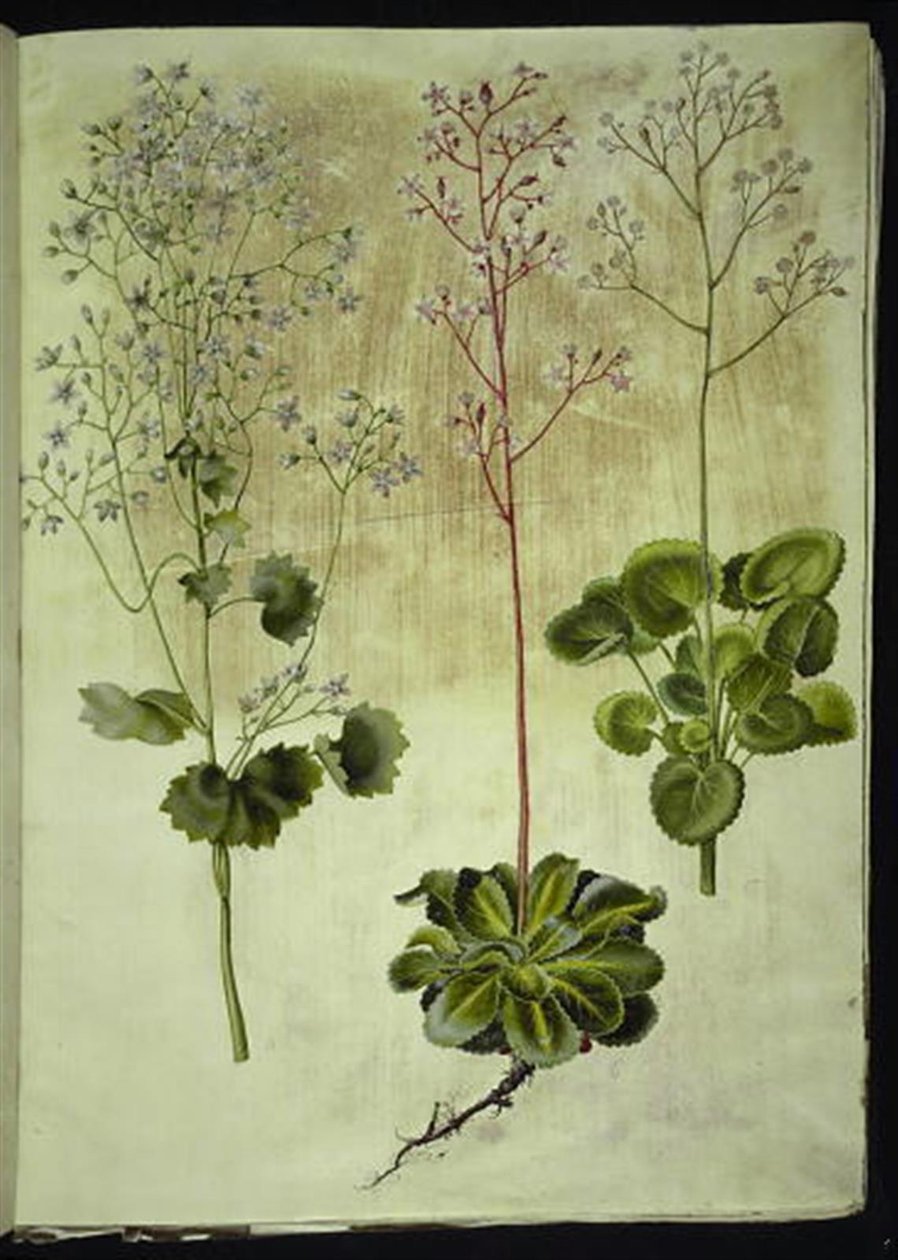 Saxifraga rotundifolia (rundbladet stenbræk); Saxifraga umbrosa (skygge-stenbræk); Saxifraga geum (porcelænsblomst) af Hans Simon Holtzbecker