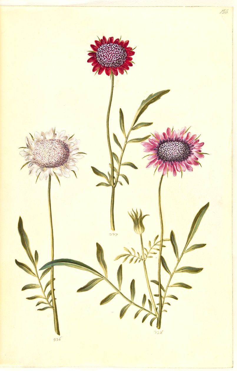 Scabiosa atropurpurea (enkeblomst) af Hans Simon Holtzbecker