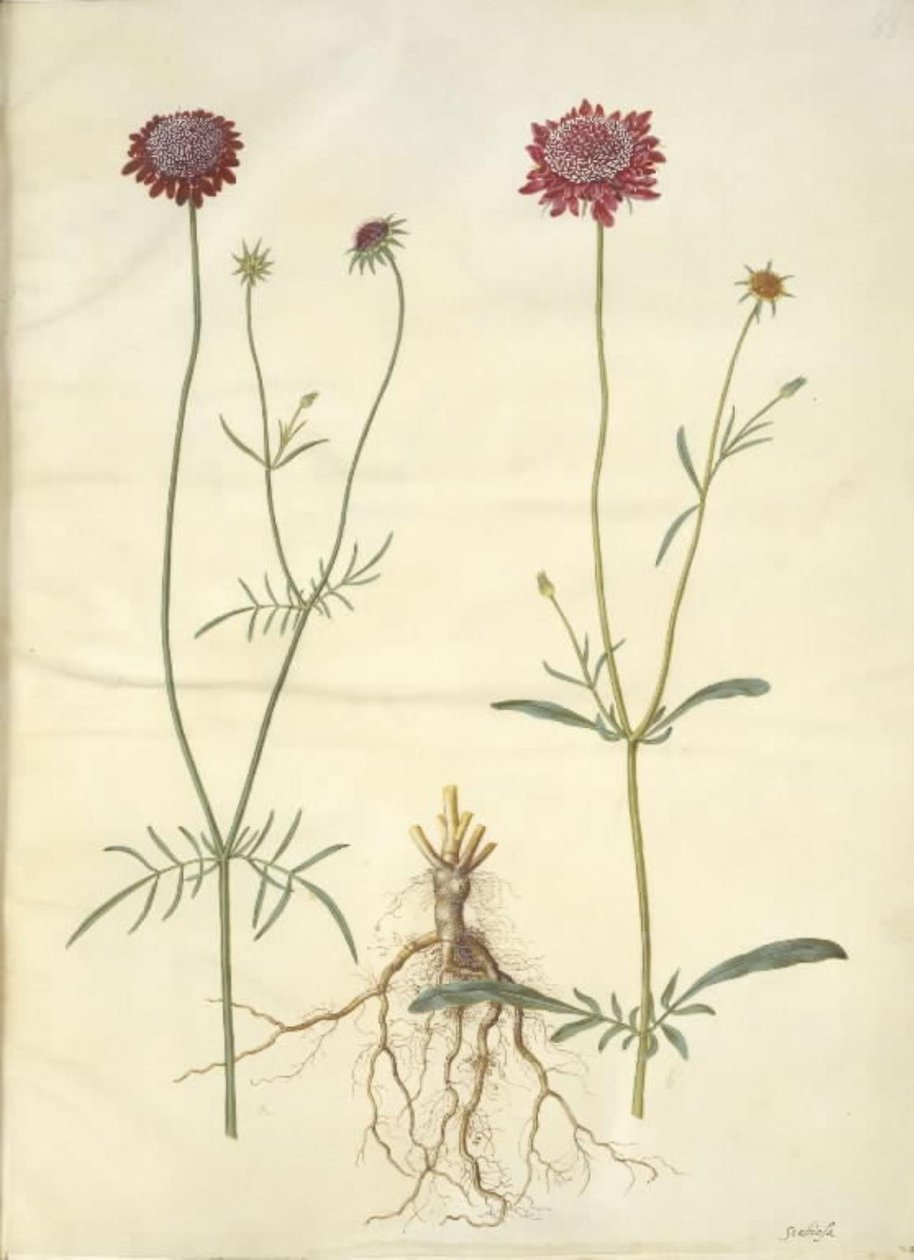 Scabiosa atropurpurea (enkeblomst) af Hans Simon Holtzbecker