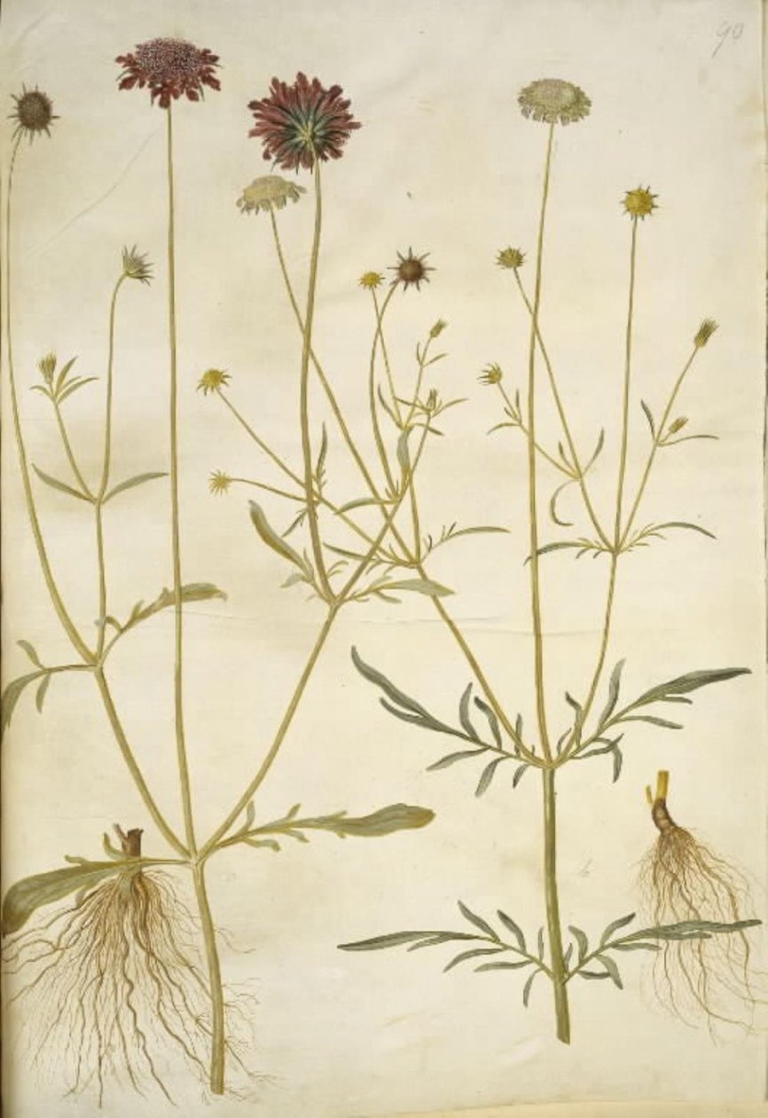 Scabiosa atropurpurea (enkeblomst); Scabiosa columbaria (to-skabiose) af Hans Simon Holtzbecker
