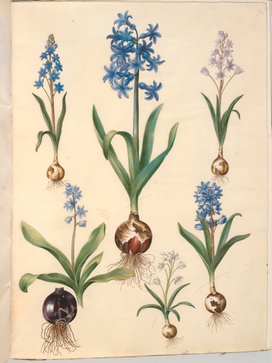 Scilla bifolia (tobladet skilla); Orientalsk hyacint (almindelig hyacint); smuk skilla (himmelblå skilla) af Hans Simon Holtzbecker