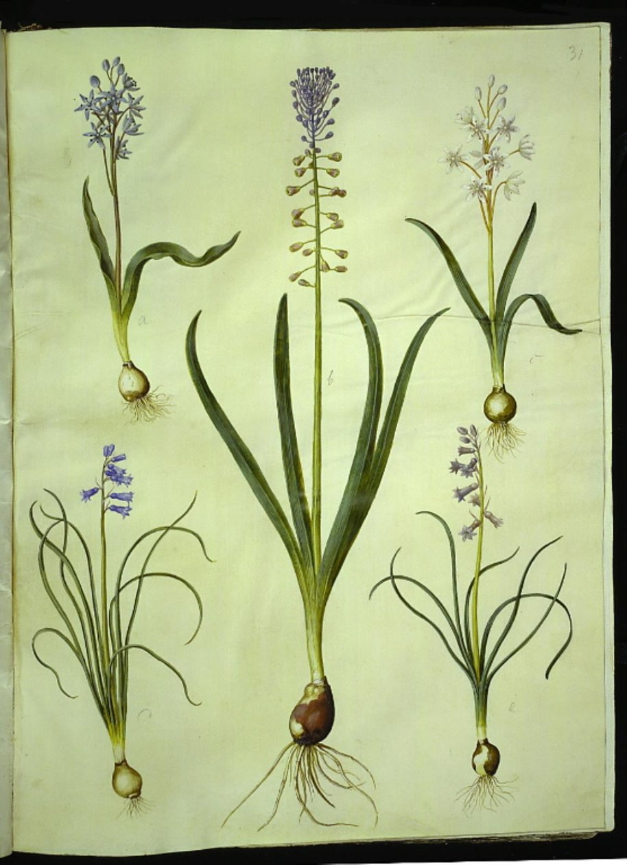 Scilla bifolia (tobladet skilla); Muscari comosum (duskhyacint); Brimeura amethystina (pyrenæisk hyacint) af Hans Simon Holtzbecker
