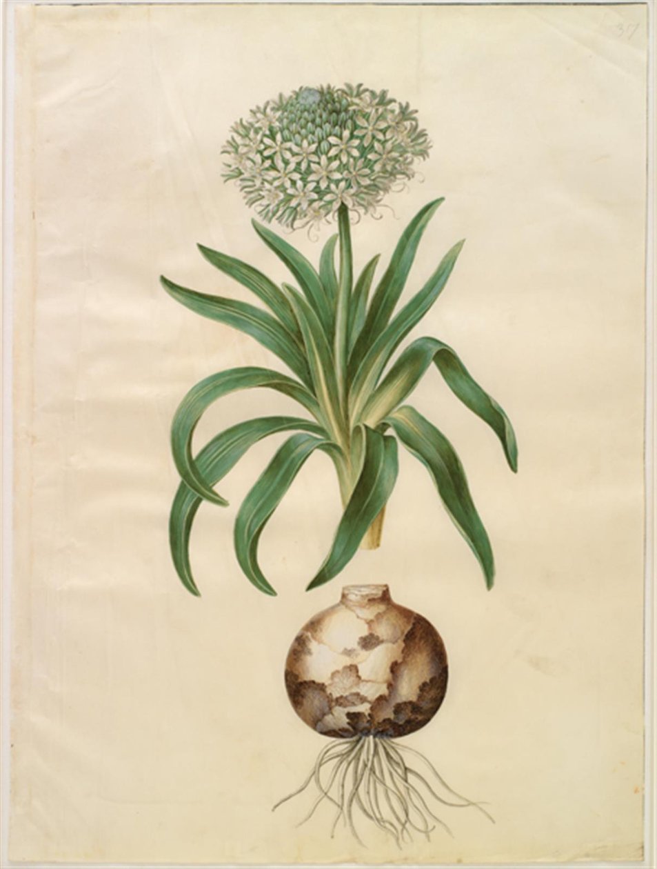 Scilla peruviana (kæmpe-skilla) af Hans Simon Holtzbecker