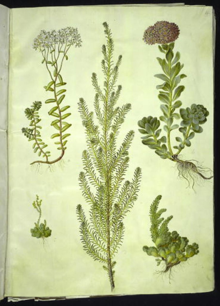 Sedum album (hvid stenurt); Sedum anacampseros (rundbladet stenurt); Sedum (stenurt); Suaeda vera (busk-strandgåsefod); Sedum rupestre (bjerg-stenurt) af Hans Simon Holtzbecker