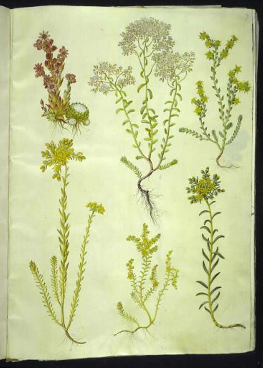 Sempervivum arachnoideum (spindelvæv-husløg); Sedum album (hvid stenurt); Sedum acre (bidende stenurt); Sedum rupestre (bjerg-stenurt); Sedum sexangulare (seksradet stenurt) af Hans Simon Holtzbecker
