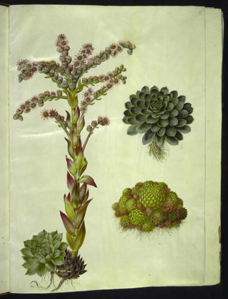 evige tage (almindelig husløg); bjerg sempervivum (bjerg-husløg) af Hans Simon Holtzbecker