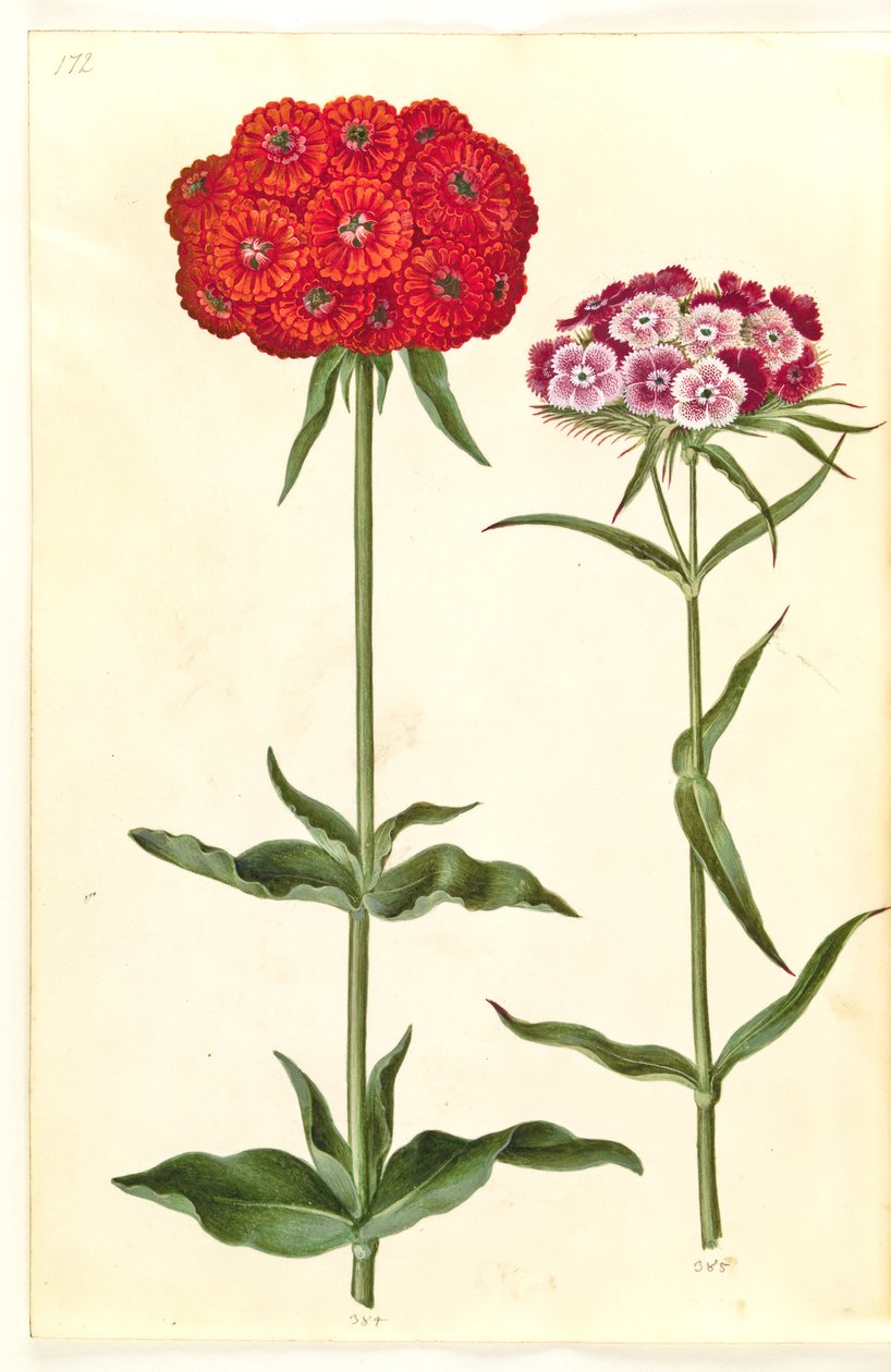 Silene chalcedonica (brændende kærlighed); Dianthus barbatus (studenter-nellike) af Hans Simon Holtzbecker