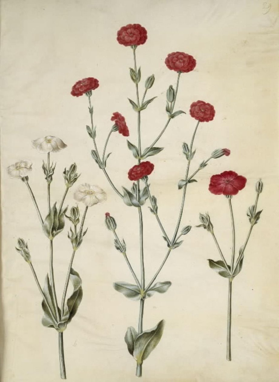 Silene coronaria (krone søpindsvin) af Hans Simon Holtzbecker