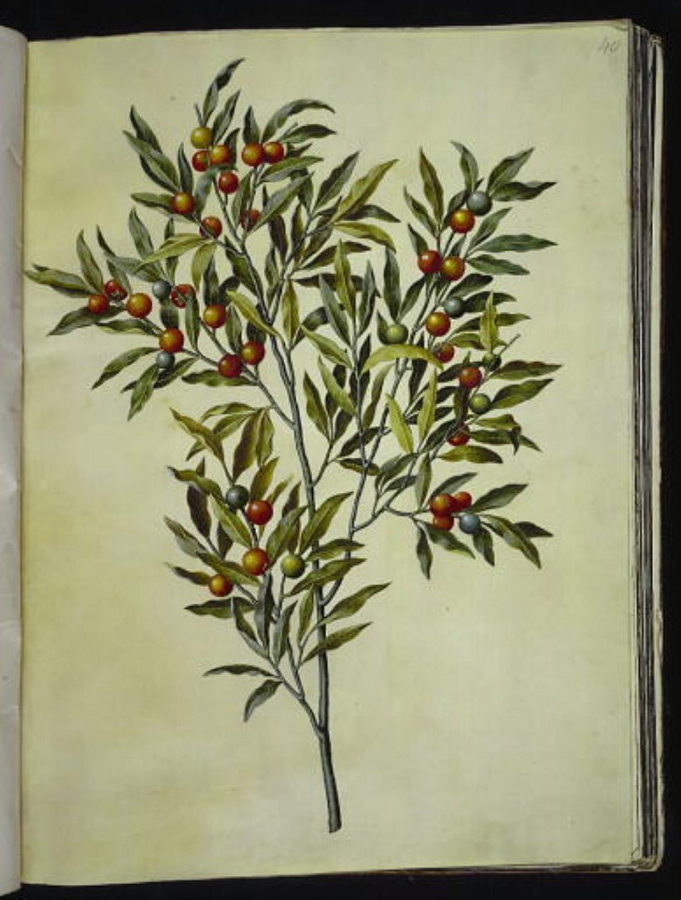 Solanum pseudocapsicum (Jerusalem-koralbjørn) af Hans Simon Holtzbecker